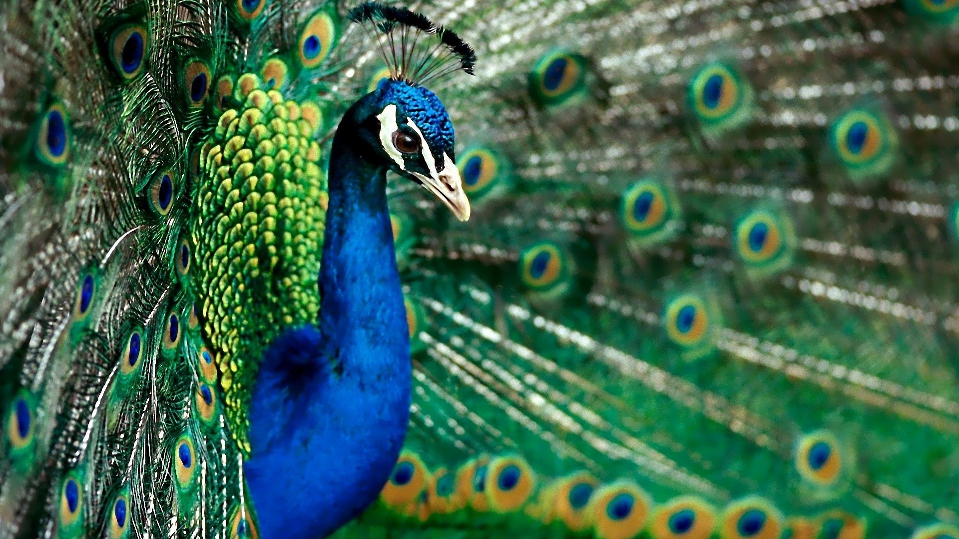 animales pavo real pájaro pluma baile pavo real ritual vivo naturaleza turquesa patrón aves vivo vida silvestre animal tropical cuello exposición cola multi color