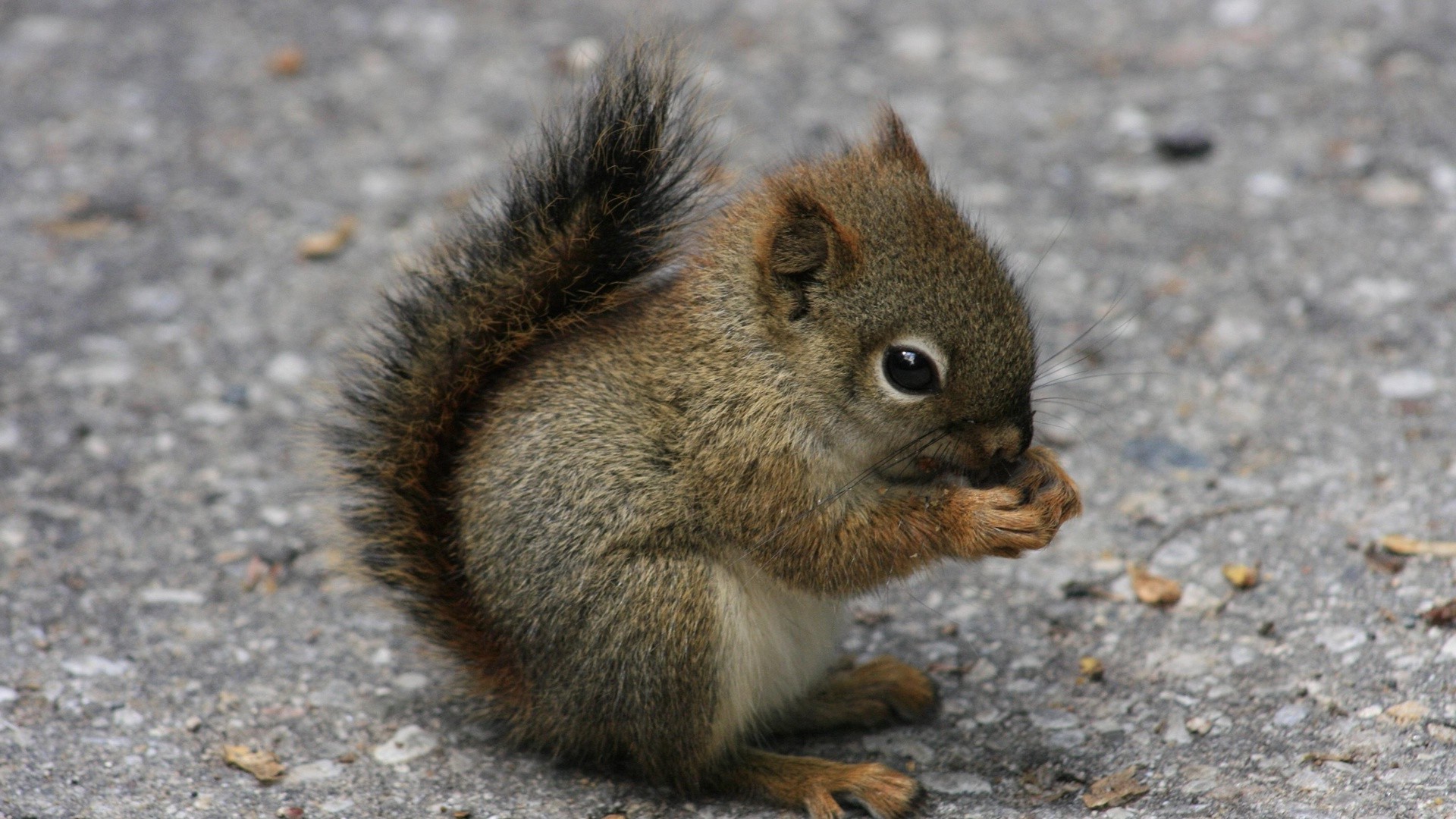 esquilos esquilo mamífero vida selvagem roedor natureza fofa pequeno ao ar livre pele cinza animal madeira