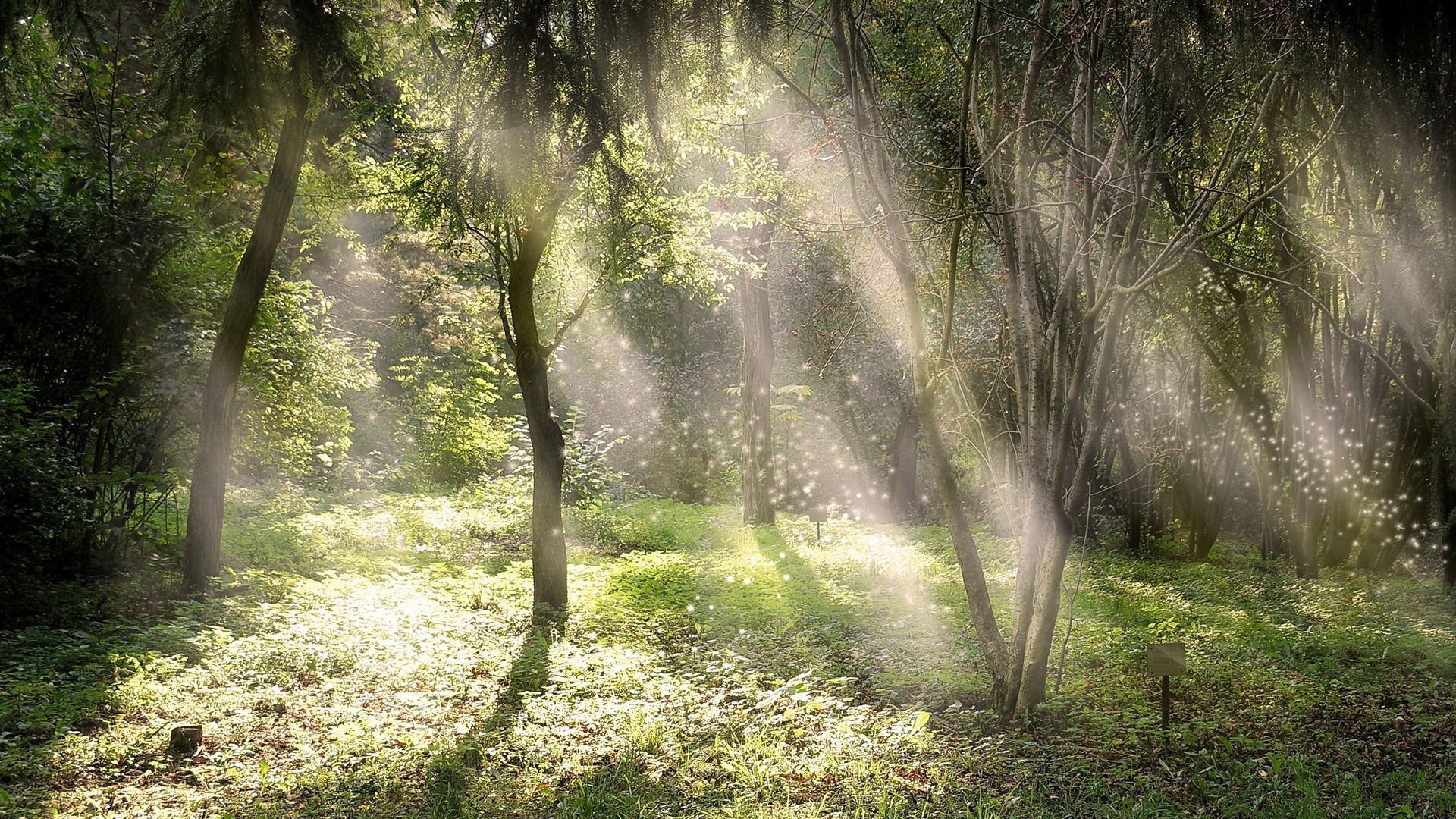 trees wood mist nature tree landscape fog leaf park dawn lush fall fair weather sun environment sunbeam outdoors summer flora grass