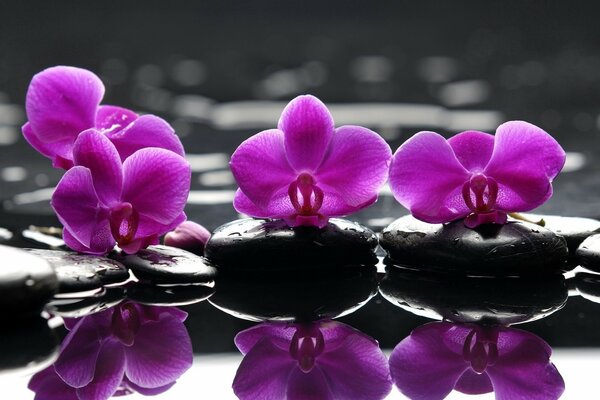 Belles fleurs violettes qui se reflètent dans l eau