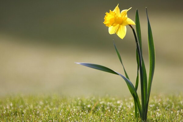 Narcisista solitario nel campo