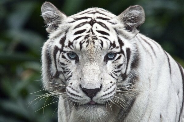 Weißer Tiger mit schwarzen Streifen