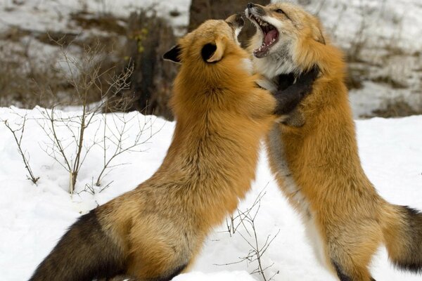 The battle of foxes for territory. Winter nature