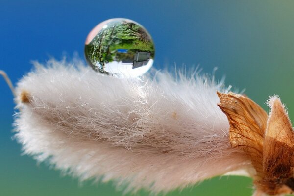 El mundo entero en una sola gota de agua. Extraordinariamente hermoso