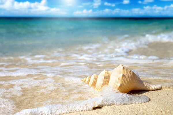 Conchiglia sulla riva del mare blu