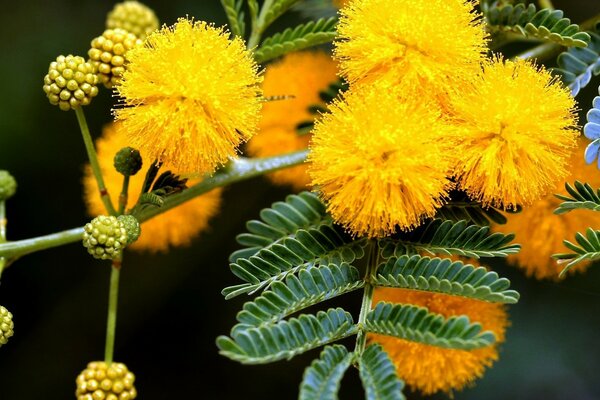 Leuchtend gelbe Blumen Nahaufnahme