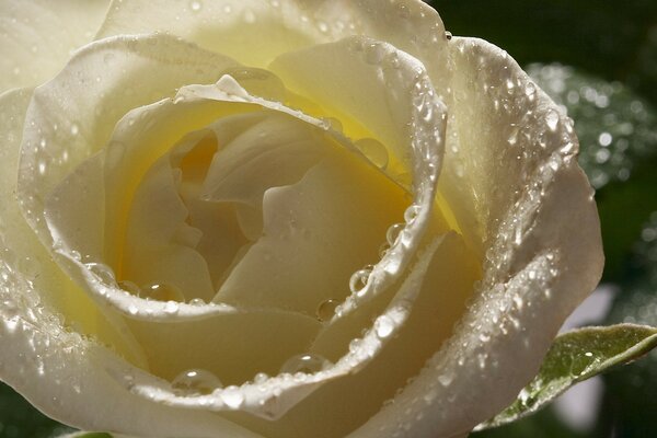 A flower covered with dew. Rose