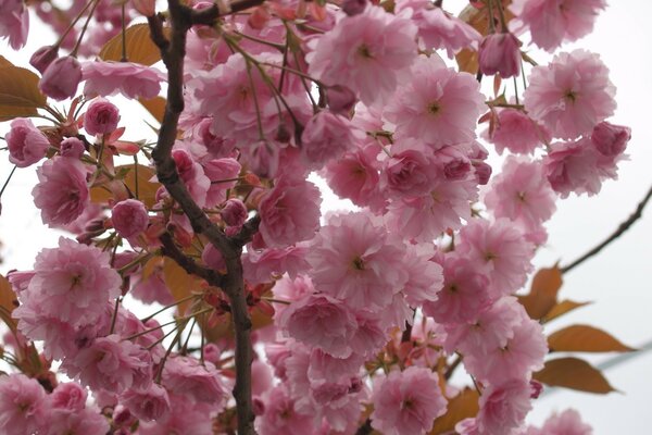 Primi piani di fiori rosa su un ramo