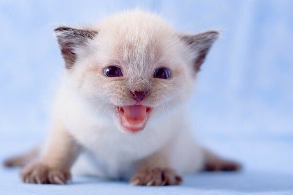 Petit chat mignon sur fond bleu