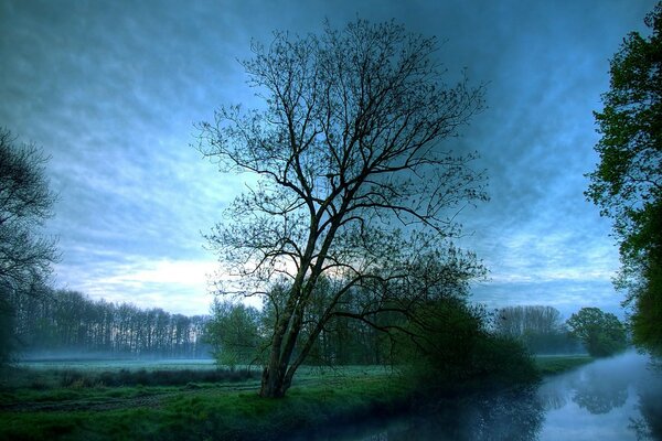 Morgennebel am Waldsee