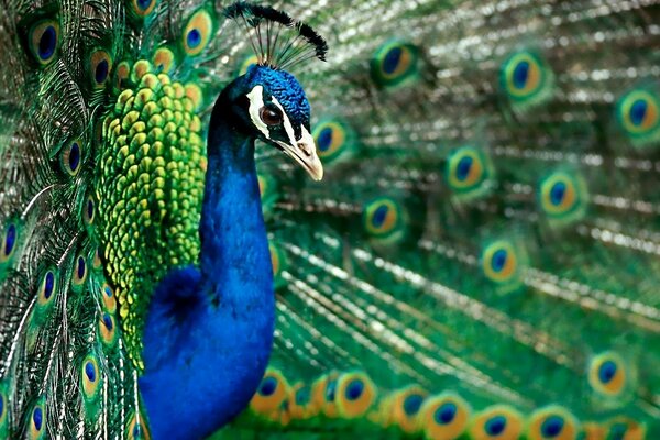 Um belo pavão abriu a cauda