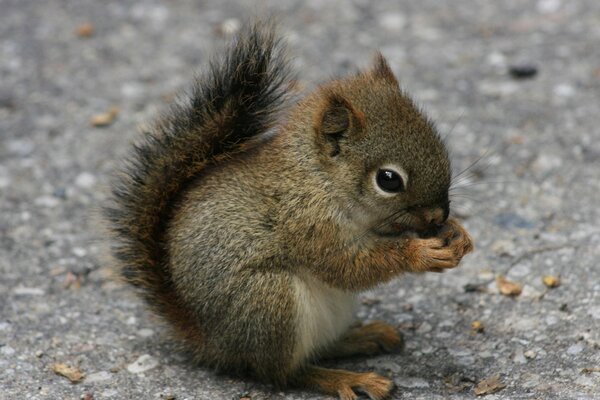 A squirrel on the asphalt is gnawing a nut