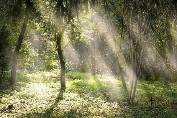 Sunlight in the forest thicket