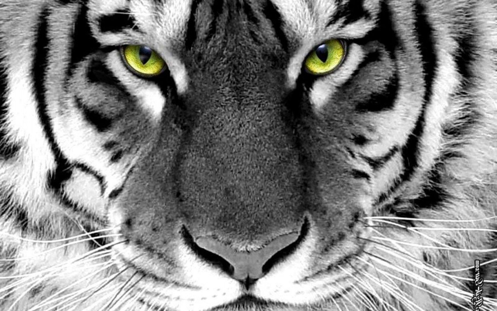 tigres gato tigre animal vida selvagem pele retrato mamífero faixa predador jardim zoológico selvagem olho grande siberiano selva olhando comedor de carne caçador natureza cabeça