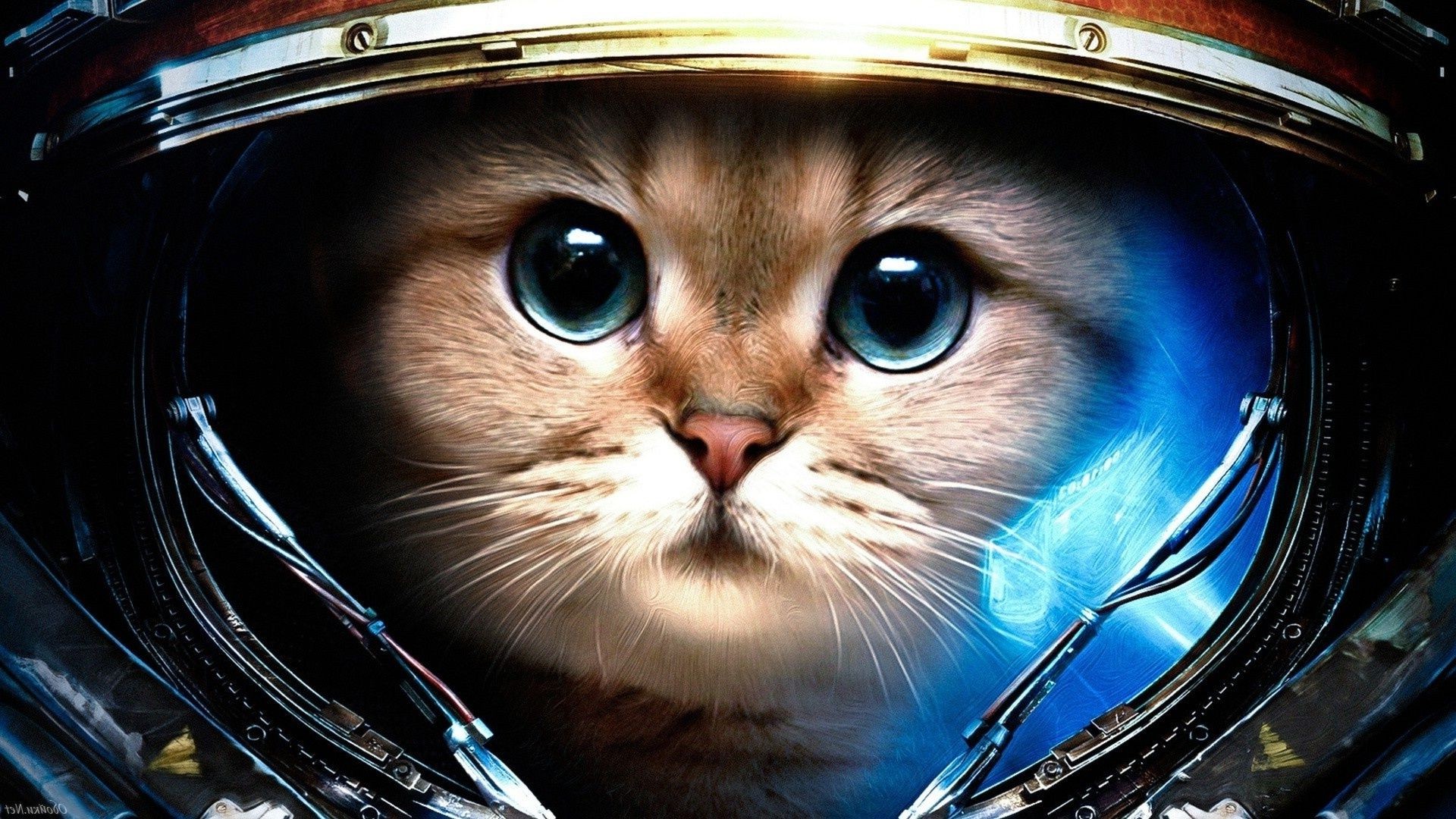 cats portrait one