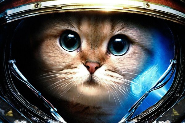 Plrtret gatto che vola nello spazio