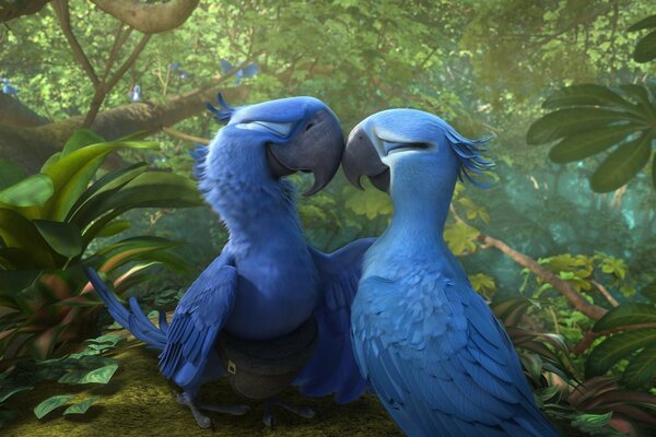 Two blue birds touched beaks