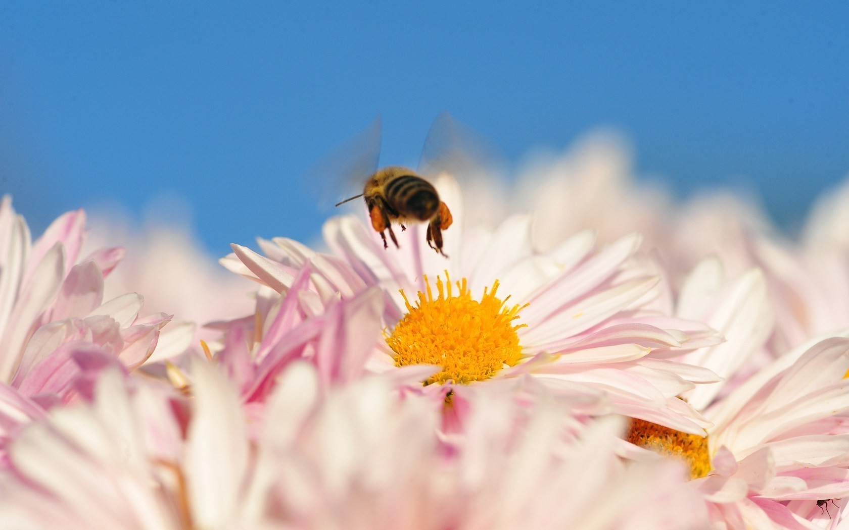 insetos natureza flor verão inseto flora margaridas brilhante pólen ao ar livre folha abelha bom tempo