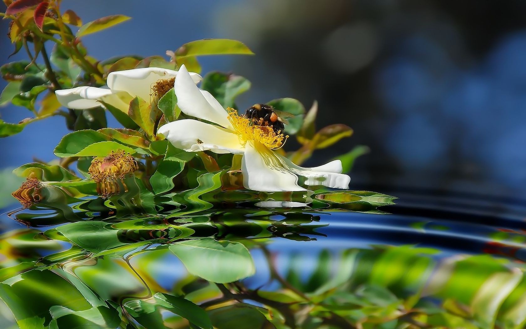 flowers nature flower leaf garden flora summer floral blooming outdoors tree beautiful petal park color tropical