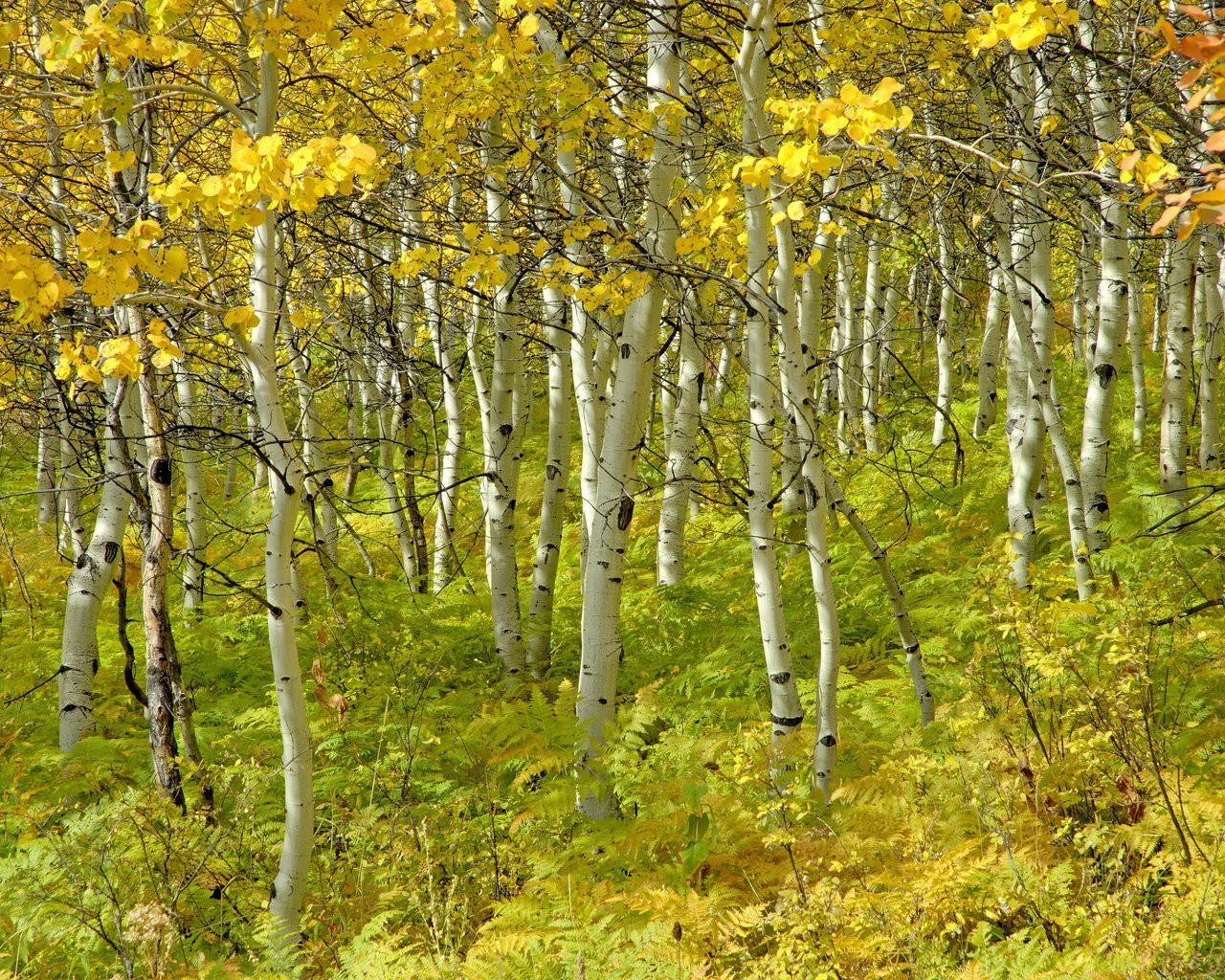 arbres bois feuille nature paysage arbre saison automne parc à l extérieur beau temps branche environnement lumineux scène flore tronc campagne croissance rural