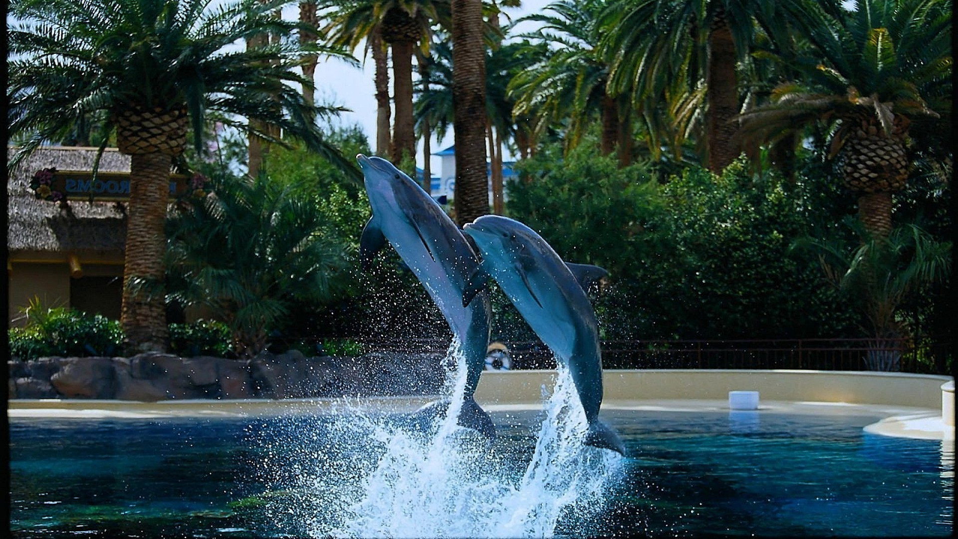 tiere schwimmbad wasser tropisch schwimmen schwimmbad sommer resort urlaub paradies reisen hotel baum türkis erholung entspannung erholung palmen natur im freien