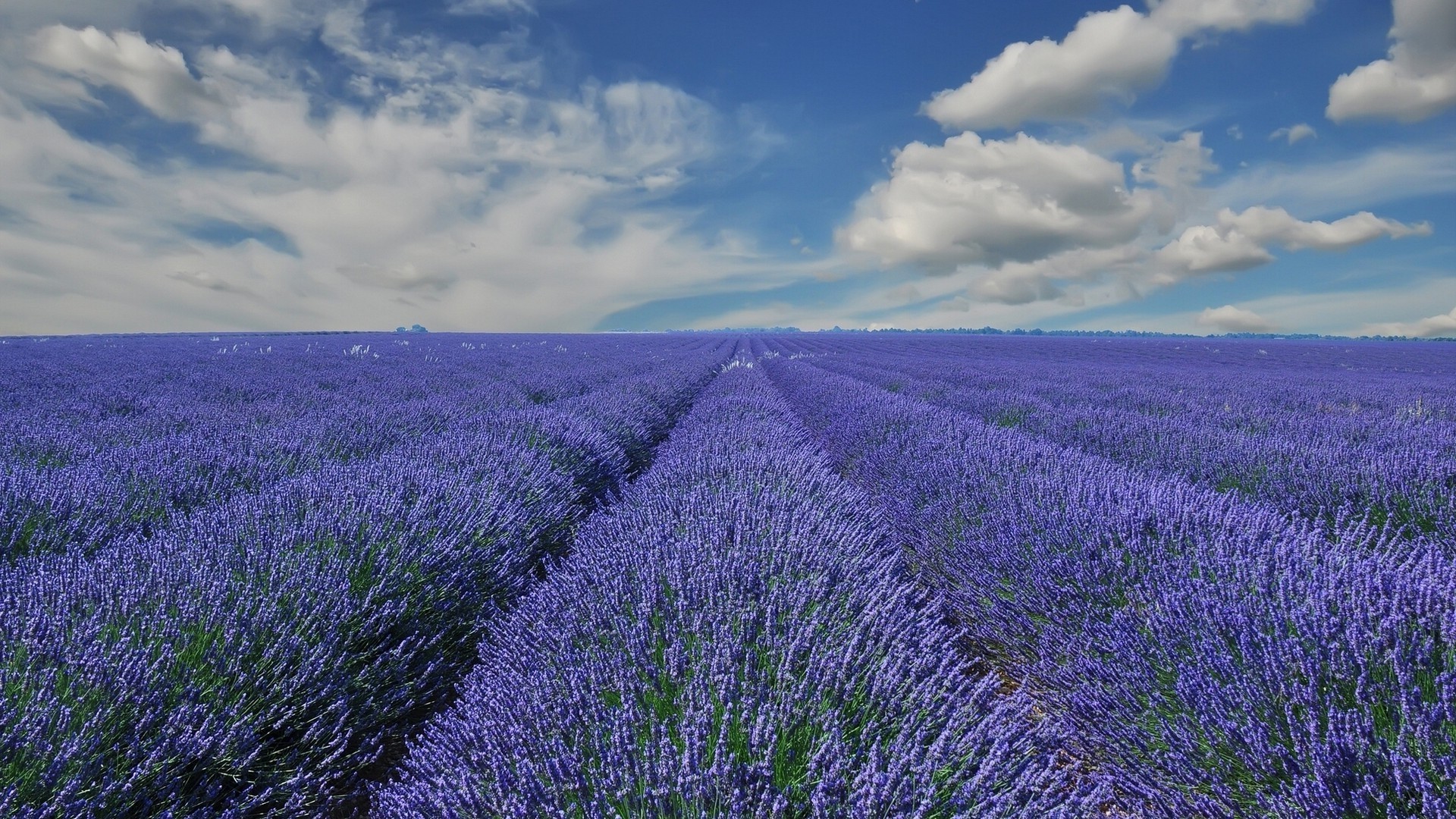 campo de flores lavanda flor campo rural naturaleza agricultura campo paisaje verano al aire libre flora granja abundancia país crecimiento pintoresco color tierras de cultivo