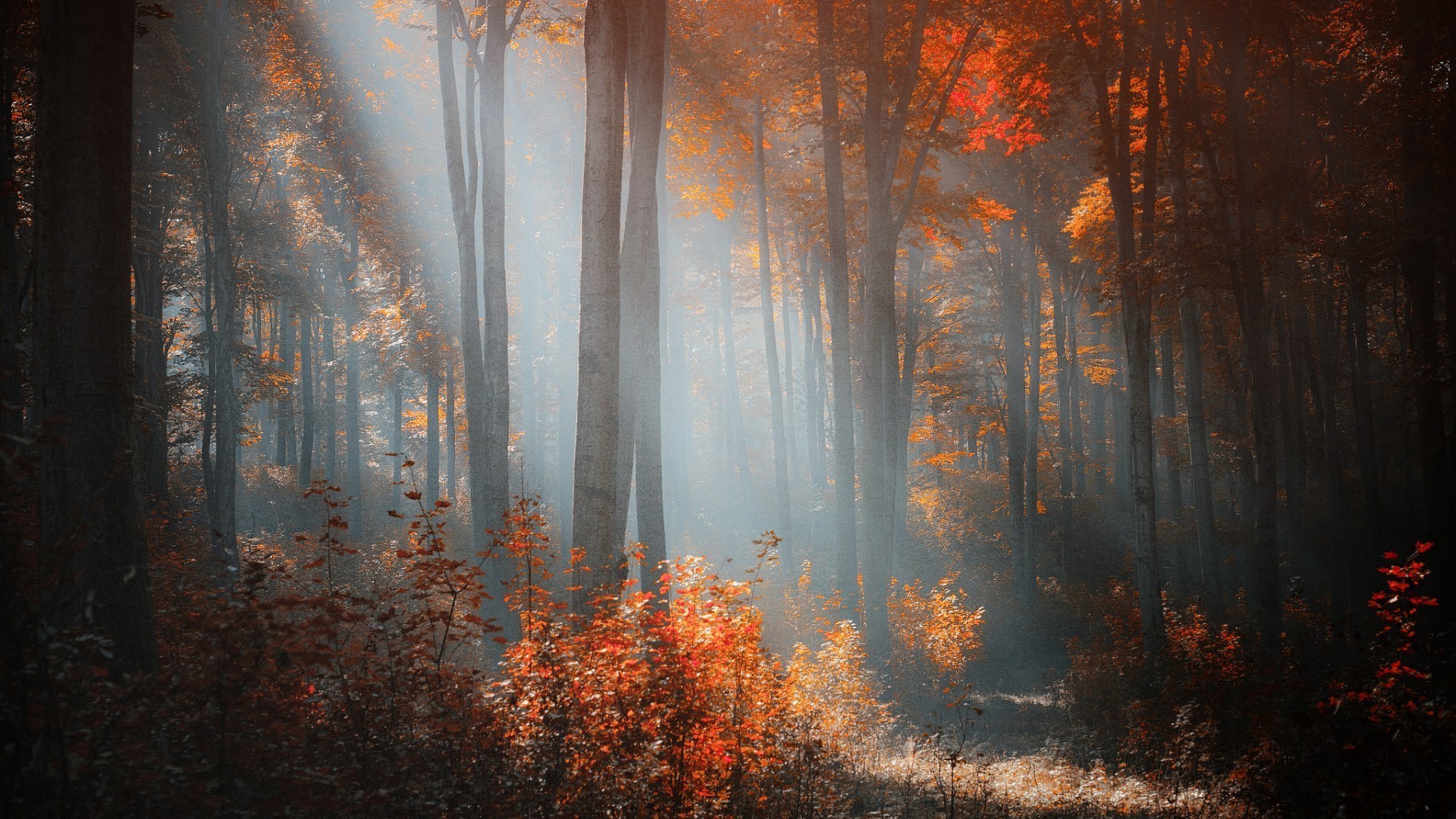 sonnenuntergang und dämmerung herbst nebel blatt holz nebel dunkel holz licht natur