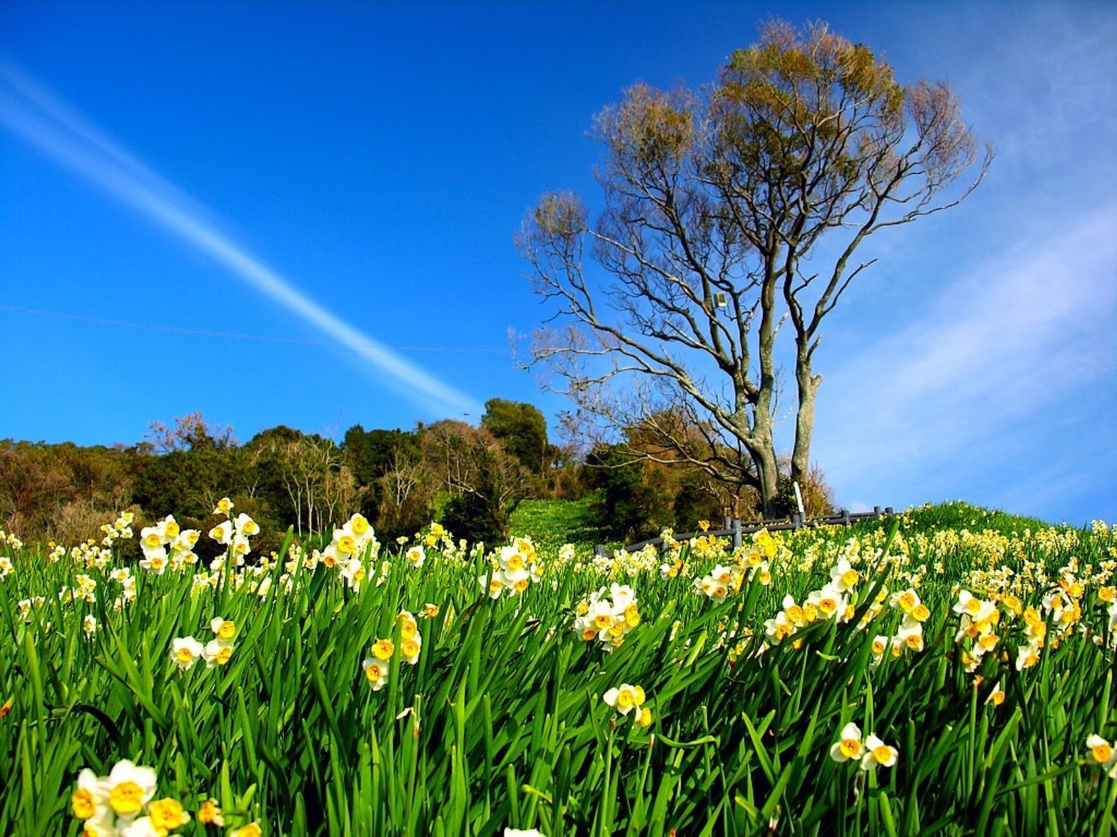 field of flowers grass flower nature fair weather hayfield rural sun field summer bright outdoors flora season easter landscape leaf garden growth