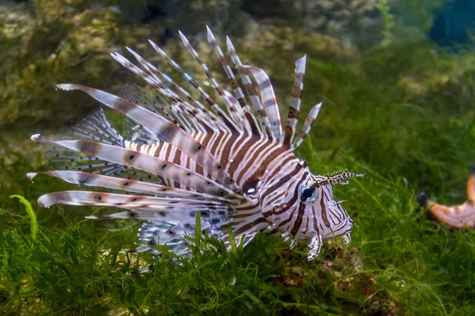 animaux la nature sous-marin tropical eau poissons mer à l extérieur animal la faune exotique sauvage océan couleur environnement marine aquarium belle