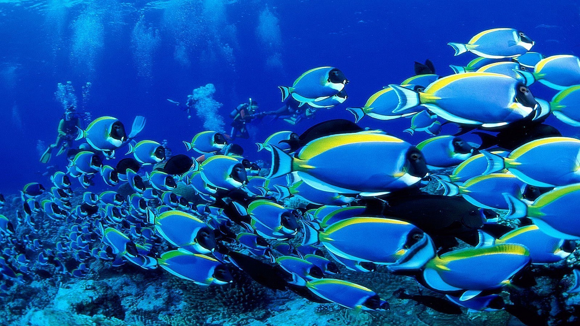 animaux sous-marin poissons corail récif océan mer marine plongée tropical natation aquarium aquatique plongée sous-marine eau sous-marin plongée en apnée profonde eau salée la faune plongeur