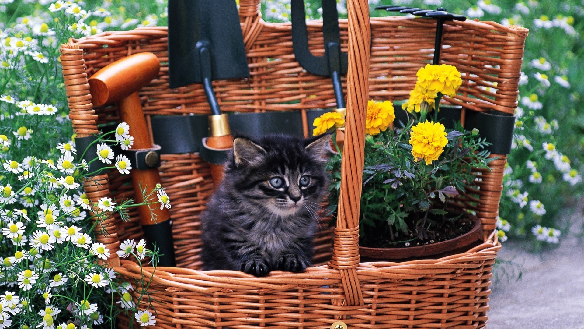 katzen korb geflochten natur blume garten sommer im freien holz flora blatt aus holz ostern gras