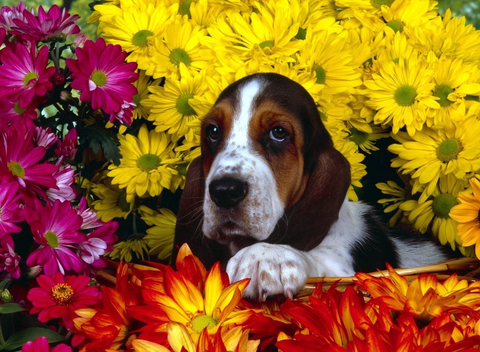 dogs flower nature love color leaf beautiful petal bouquet flora