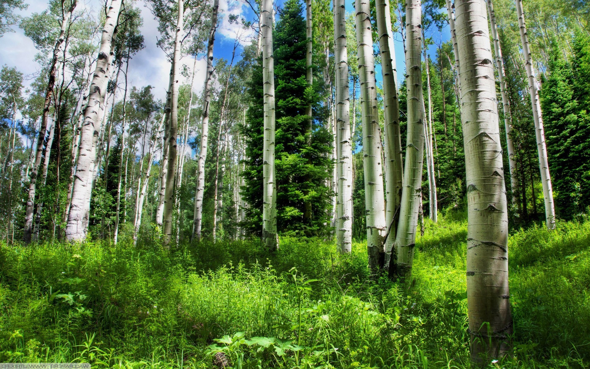 bosque madera naturaleza árbol paisaje medio ambiente hoja flora tronco abedul al aire libre corteza buen tiempo verano exuberante salvaje ecología rural parque arboleda