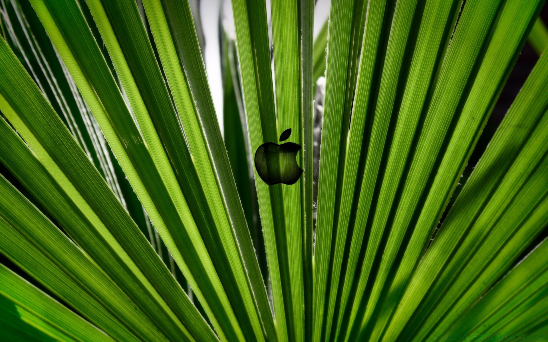 mac foglia flora crescita lussureggiante natura estate pioggia giardino luminoso ambiente all aperto frond erba rugiada ecologia tropicale caduta