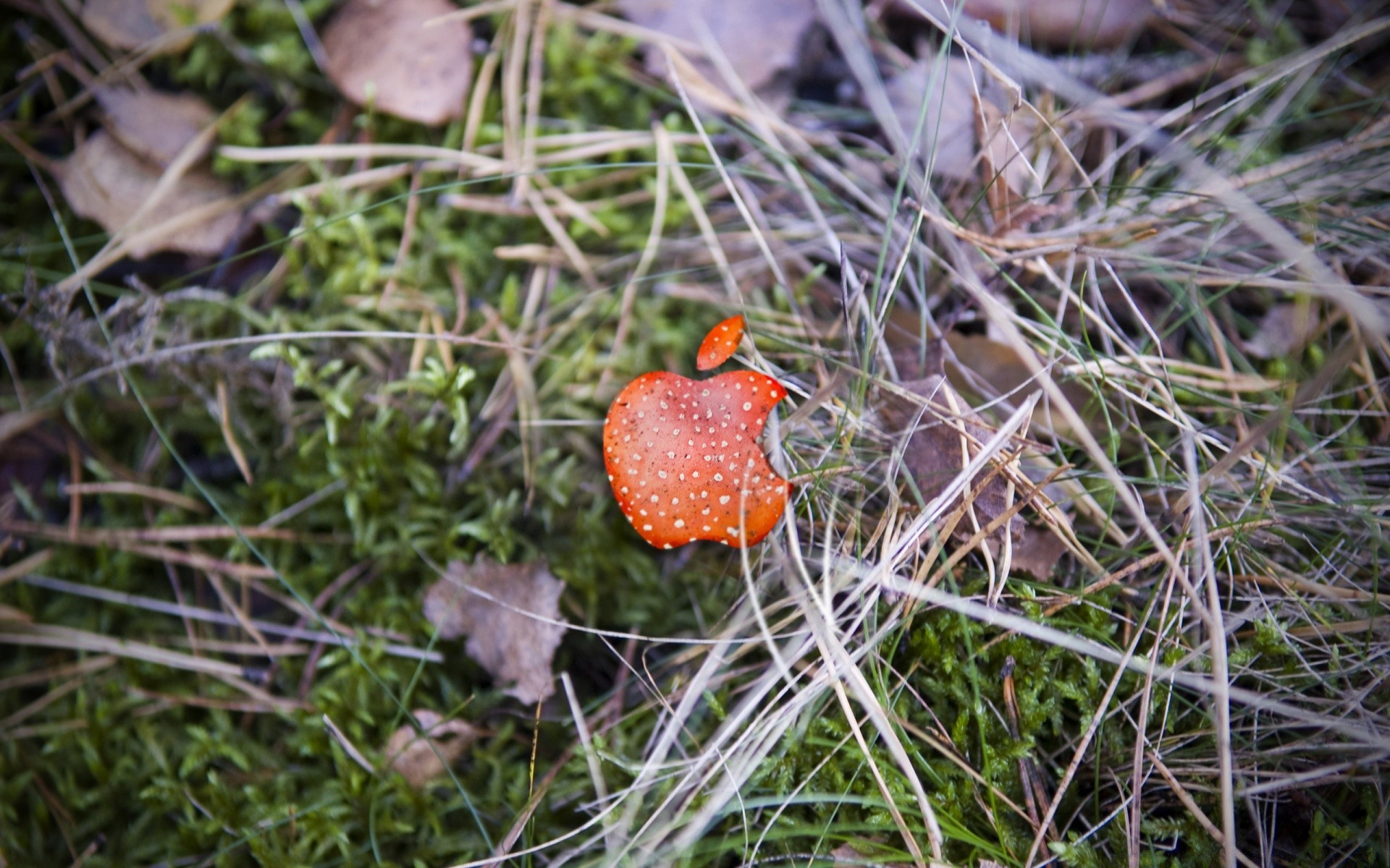 mac nature food leaf season wild outdoors flora close-up grass wood fall wildlife bird little garden desktop color summer