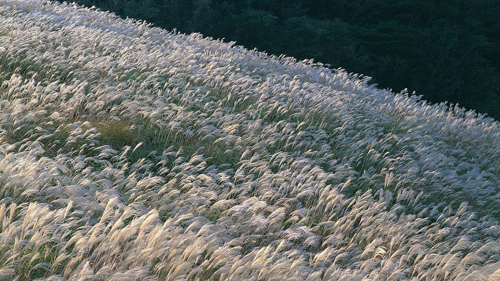 field of flowers nature water outdoors landscape sea agriculture ocean fair weather environment desktop grass travel