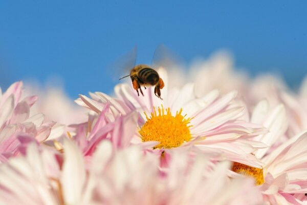 Eine Biene über Honigbienen, keine leichte Arbeit