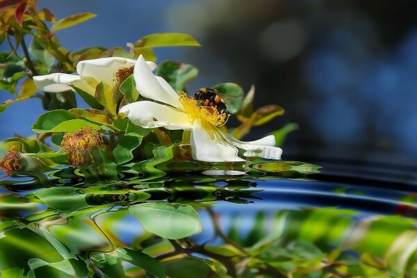 A white flower on the surface of the water