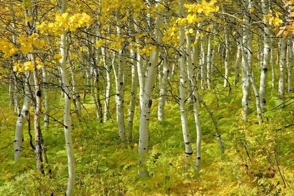 Paisaje de otoño. Abedules con hojas amarillas. Helechos amarillentos