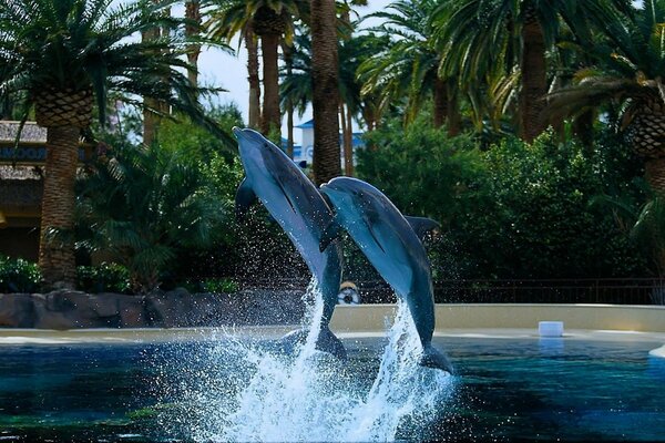 Salto de un par de delfines en la piscina