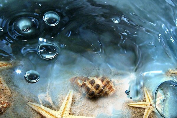 Underwater inhabitants of the oceans