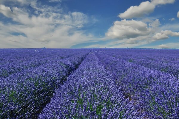 Champs ruraux de fleurs de lavande