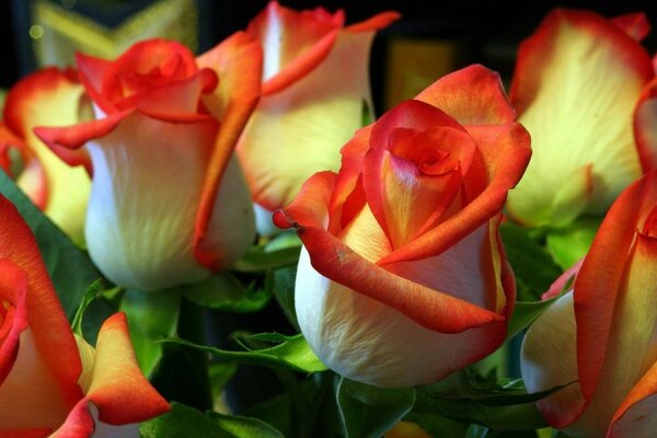 美丽的橙色玫瑰花束