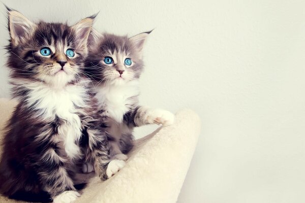 Chatons mignons dans une chaise blanche