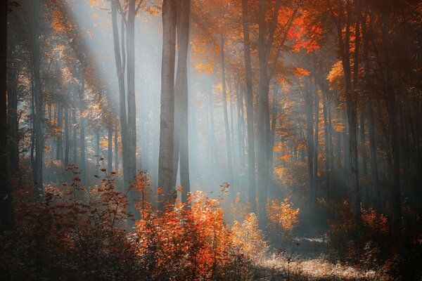 Sonnenstrahlen brechen durch die Herbstbäume