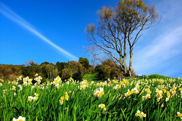 Campo di colori di qualità HD sullo sfondo del cielo