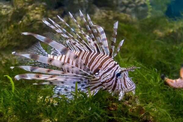 Unterwasserwelt Fisch Tapete