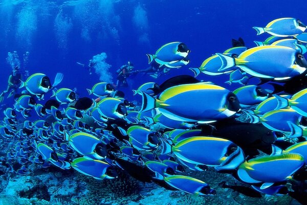 Blue fish in a beautiful reef