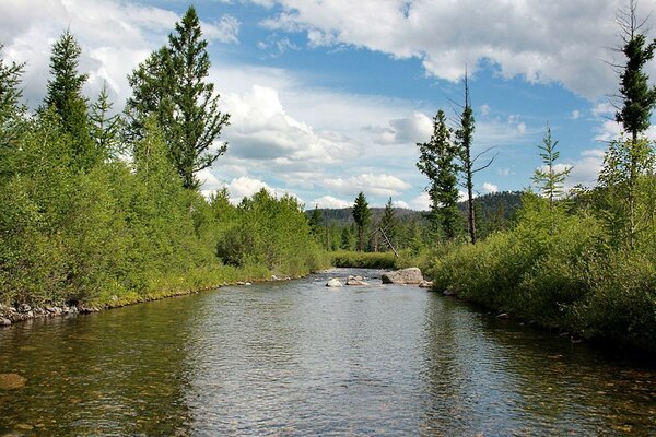 Un río tranquilo en un hermoso bosque