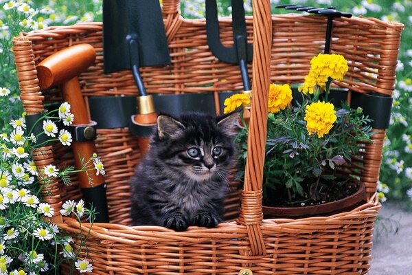 Cute kitten in a wicker basket